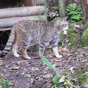 Scottish wild cat at Galloway Wildlife Conservation Park, 16 May 2010