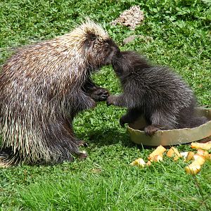 North American tree porcupines at Galloway Wildlife Conservation Park, 16 M
