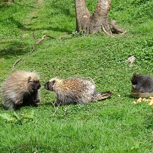 North American tree porcupines at Galloway Wildlife Conservation Park, 16 M