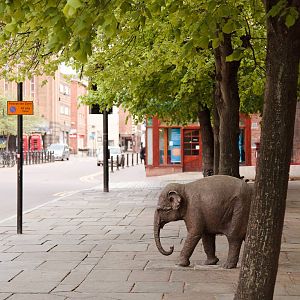 Janya the Asian Elephant