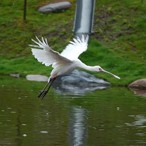 Flying African spoonbill