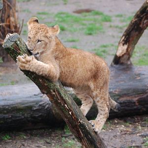 Playing lion cub