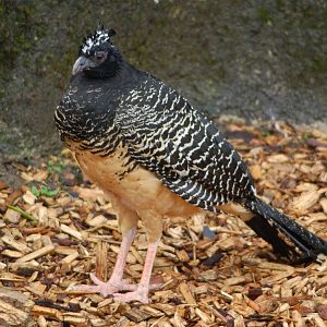 Bare-faced Curassow