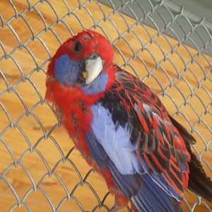 Crimson Rosella