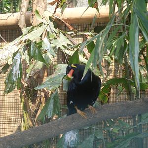Common hill myna