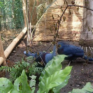 Crowned pigeons