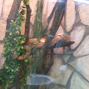 Corn snakes in Green Pyramid- in the man WC!!!