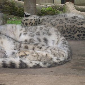 Sleeping snow leopards