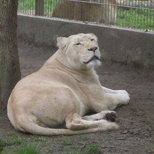 White lion