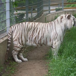 White tiger