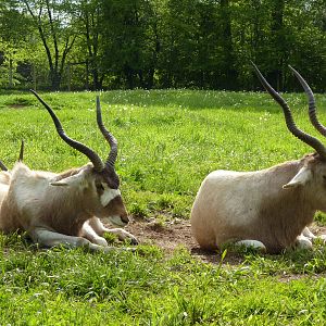 Addax
