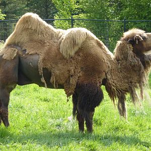 Bactrian Camel