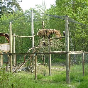 Bald Eagle Aviary