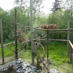 Bald Eagle Aviary