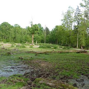 15-Acre Bison/Roosevelt Elk Enclosure