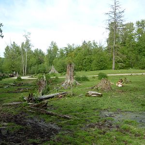 15-Acre Bison/Roosevelt Elk Enclosure