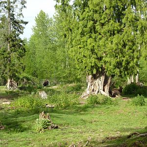 15-Acre Bison/Roosevelt Elk Enclosure