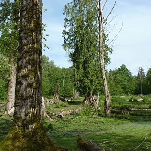 15-Acre Bison/Roosevelt Elk Enclosure