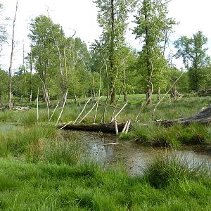 2-Acre Moose Enclosure