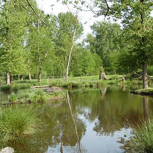 2-Acre Moose Enclosure