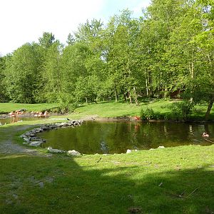 2-Acre Guanaco/Rhea/Flamingo/Black Swan Enclosure