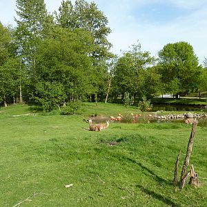 2-Acre Guanaco/Rhea/Flamingo/Black Swan Enclosure
