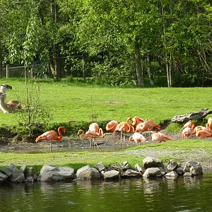 2-Acre Guanaco/Rhea/Flamingo/Black Swan Enclosure