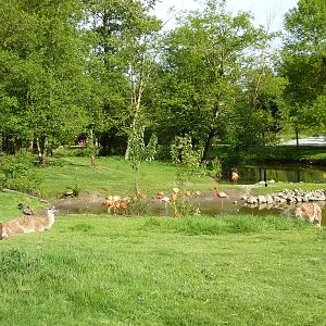 2-Acre Guanaco/Rhea/Flamingo/Black Swan Enclosure