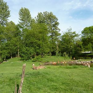 2-Acre Guanaco/Rhea/Flamingo/Black Swan Enclosure
