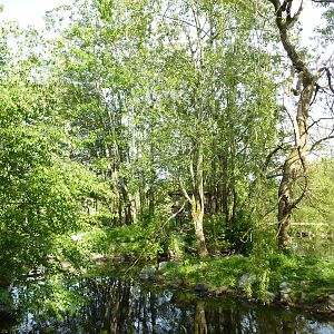 Ring-Tailed Lemur Enclosure