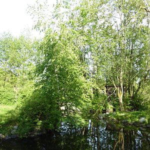 Ring-Tailed Lemur Enclosure