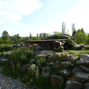 Bighorn Sheep Enclosure