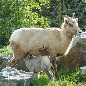 Bighorn Sheep