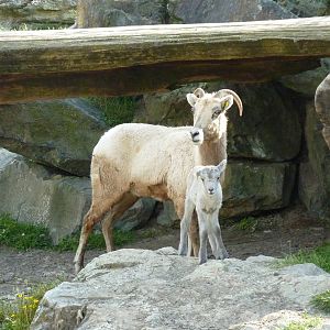 Bighorn Sheep
