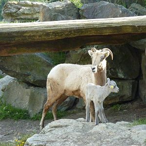 Bighorn Sheep