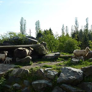 Bighorn Sheep Enclosure