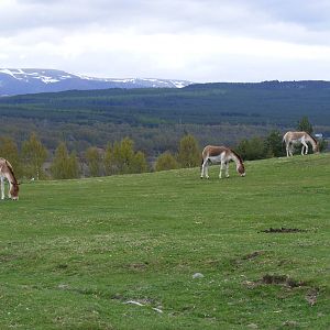 Kiangs at Highland Wildlife Park, 17 May 2010