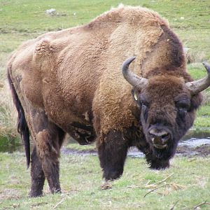 European bison at Highland Wildlife Park, 17 May 2010