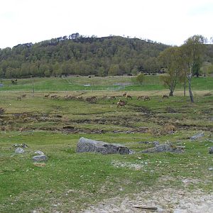 Red deer at Highland Wildlife Park, 17 May 2010
