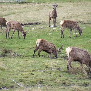 Red deer at Highland Wildlife Park, 17 May 2010