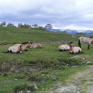 Przewalski's horses at Highland Wildlife Park, 17 May 2010