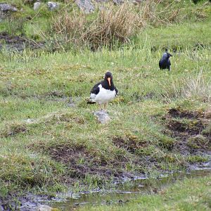 Eurasian oystercatcher at Highland Wildlife Park, 17 May 2010