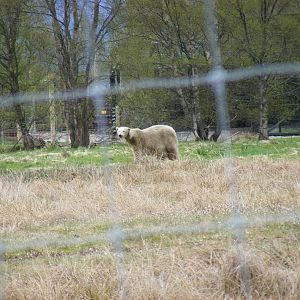 Mercedes the polar bear at Highland Wildlife Park, 17 May 2010
