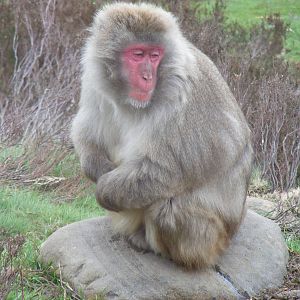 Japanese macaque at Highland Wildlife Park, 17 May 2010