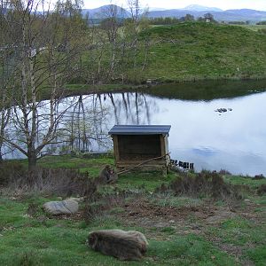 Japanese macaque enclosure at Highland Wildlife Park, 17 May 2010