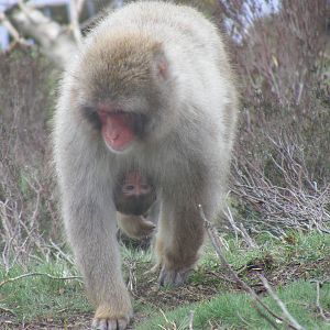 Japanese macaque with baby at Highland Wildlife Park, 17 May 2010