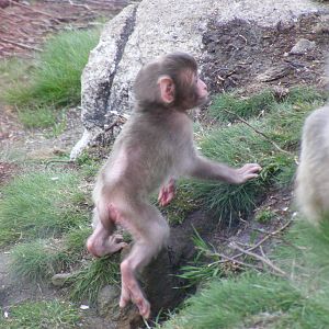 Baby Japanese macaque at Highland Wildlife Park, 17 May 2010