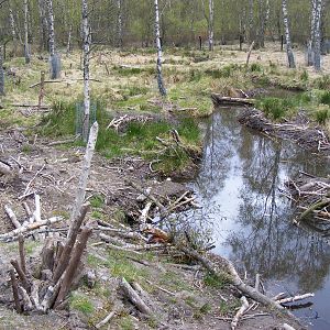 European beaver enclosure at Highland Wildlife Park, 17 May 2010