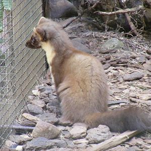 Pine marten at Highland Wildlife Park, 17 May 2010