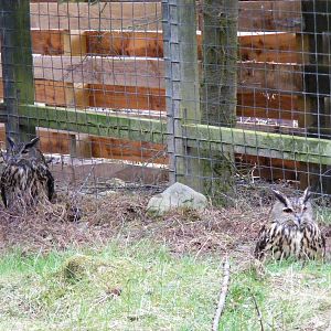 European eagle owls at Highland Wildlife Park, 17 May 2010